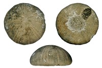 Holectypus depressus